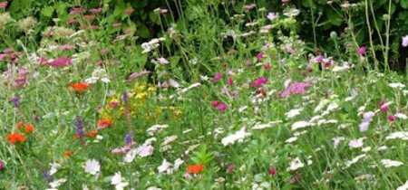 Doe mee met 'Tegels eruit, bloementapijt erin!'