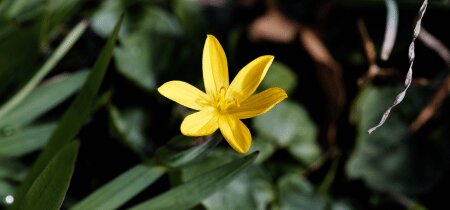 Mogelijk handelsverbod op drie invasieve plantensoorten