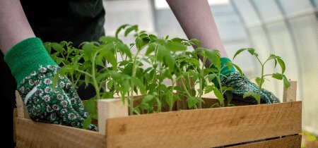 NVWA intensiveert toezicht op administratie en Q‑organismen