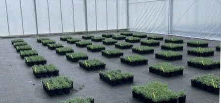 Van teelt tot tuin: proef krijgt vervolg in de praktijk