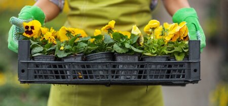 Onhandige oproep om geen ‘giftige planten’ meer te kopen bij tuincentra
