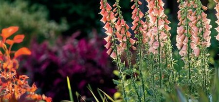 De tuintrends van 2026