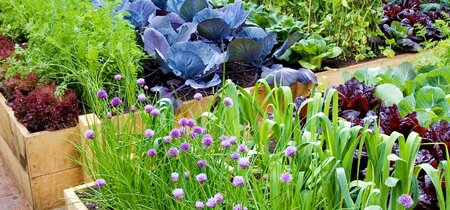 Biologische planten