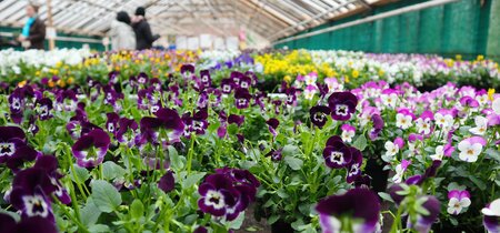 Persbericht: Residu-onderzoek op tuinplanten bevestigt de noodzaak om stappen te blijven zetten richting verduurzaming in de sierteelt